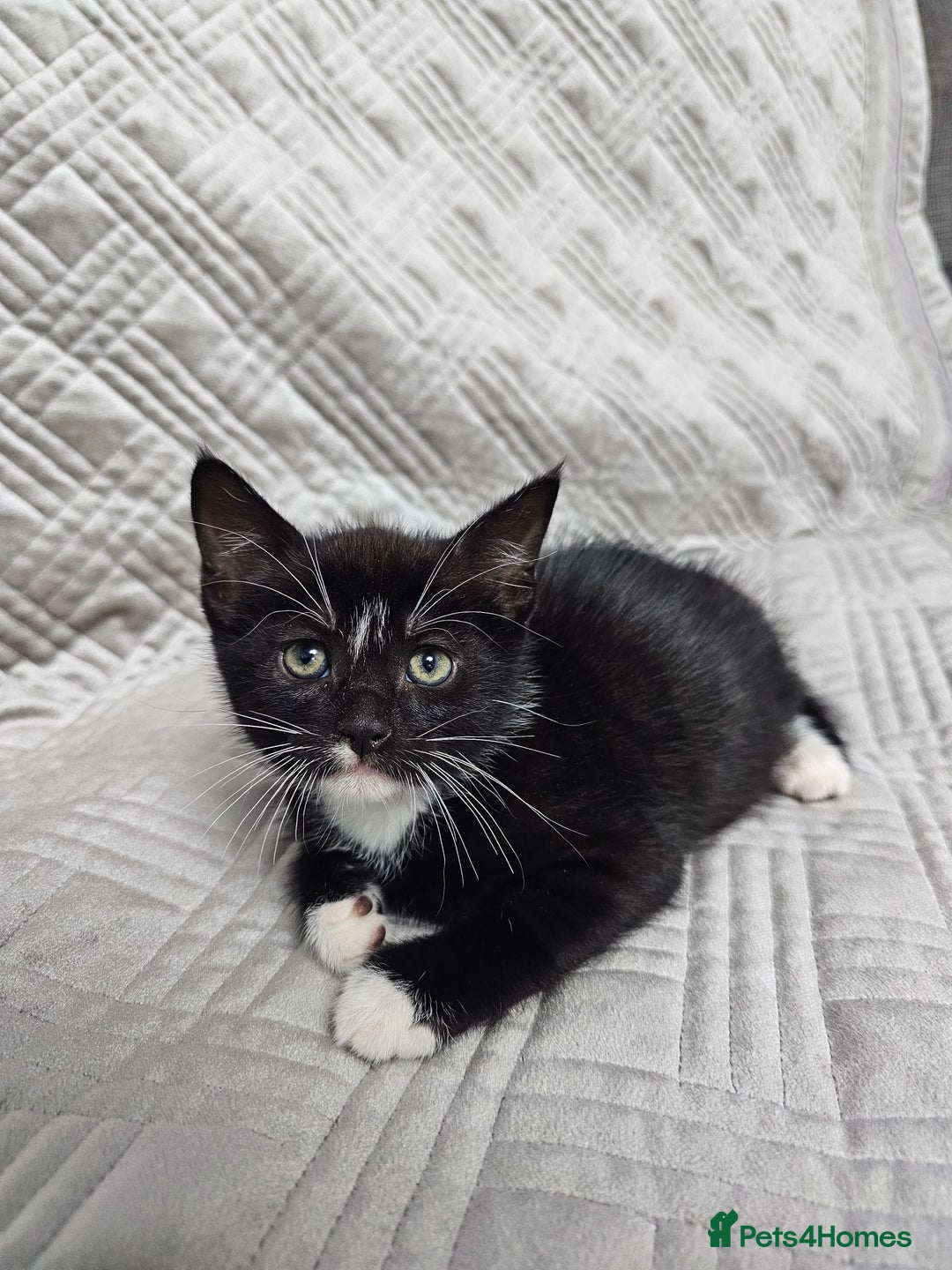 Mixed Breed cats for sale: Kittens for sale - Image 4
