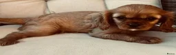 Cavalier King Charles Spaniel dogs for sale: Kennel Club registered ruby Cavalier boy puppies. - Advert 3