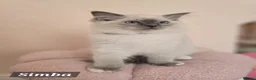 Ragdoll cats for sale: 😻GCCF Pedigree Kittens Luxury, Beauty&Exceptional - Advert 12