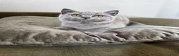 British Shorthair cats for sale: GCCF Registered British Shorthair Kittens  - Advert 15