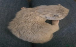 British Shorthair cats for sale: TICA reg British shorthair and longhair kittens - Image 9
