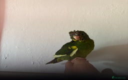 Parakeets birds for sale: Hand reared Kakariki  - Image 3