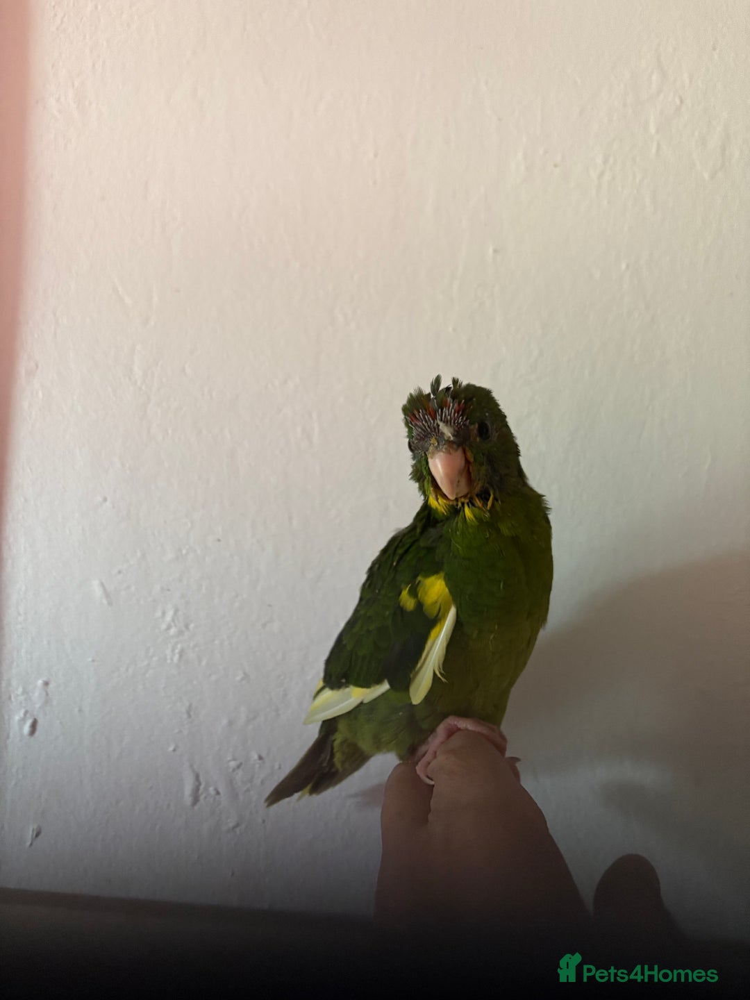 Parakeets birds for sale: Hand reared Kakariki  - Image 3