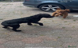 Labradoodle dogs for sale: Miniature labradoodle puppies F1B - Image 4