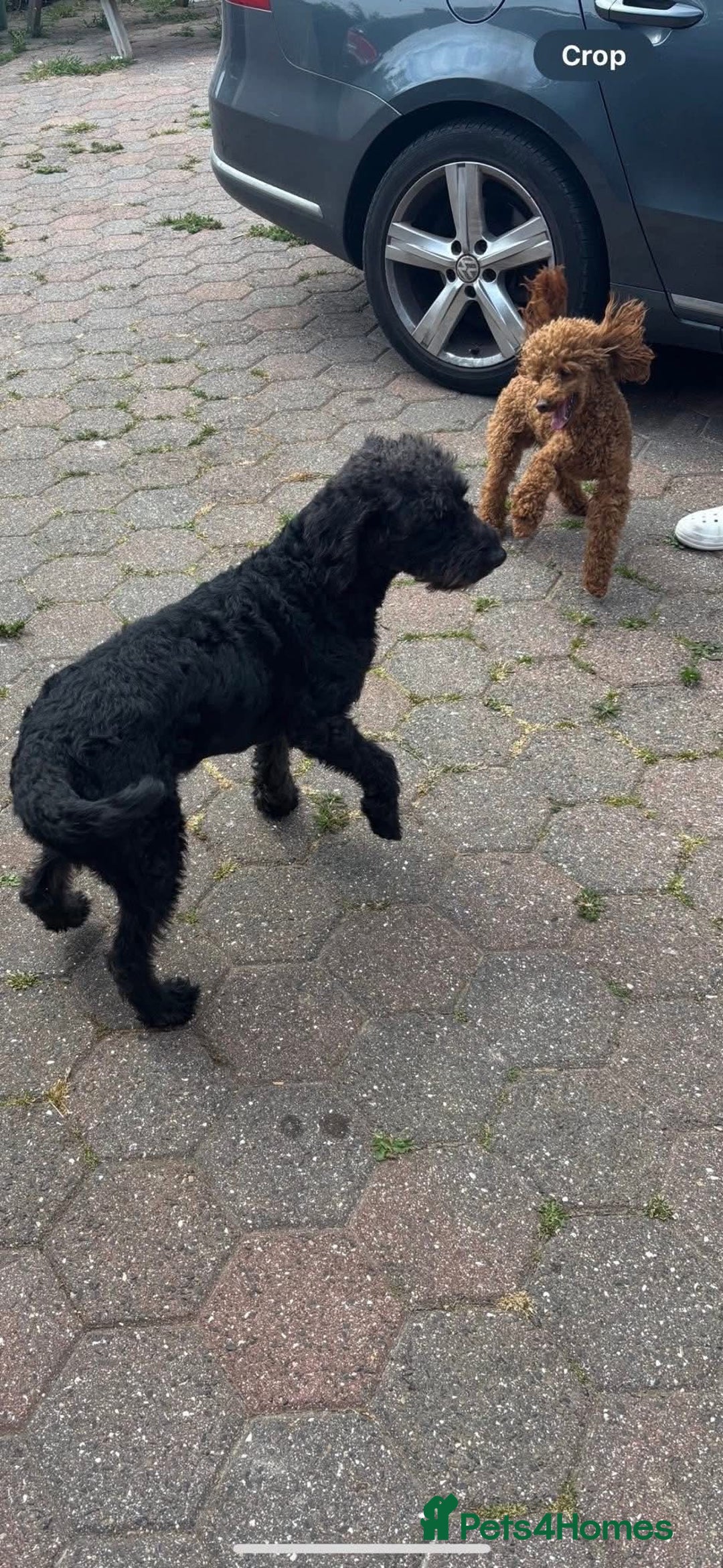 Labradoodle dogs for sale: Miniature labradoodle puppies F1B - Image 4