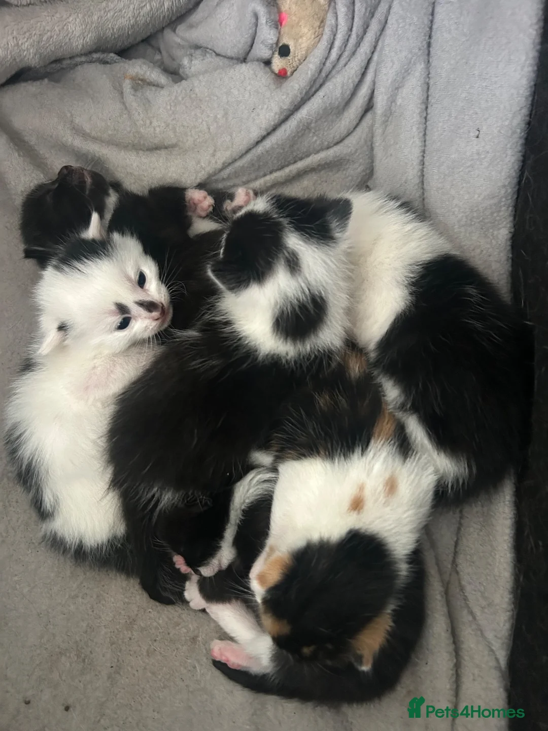 Domestic Shorthair cats for sale: FREE!! 6 playful kittens looking for homes!!  - Advert 9
