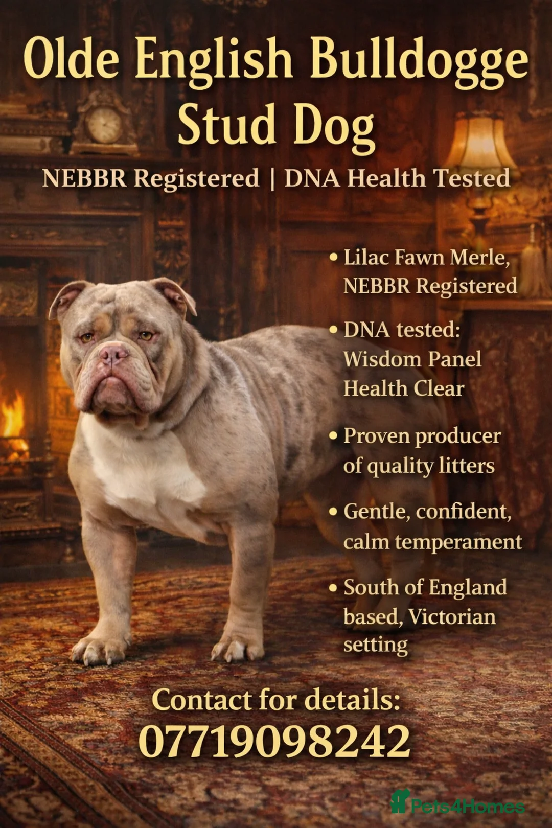 Olde English Bulldogge dogs for stud: Olde English bulldog stud  - Advert 1