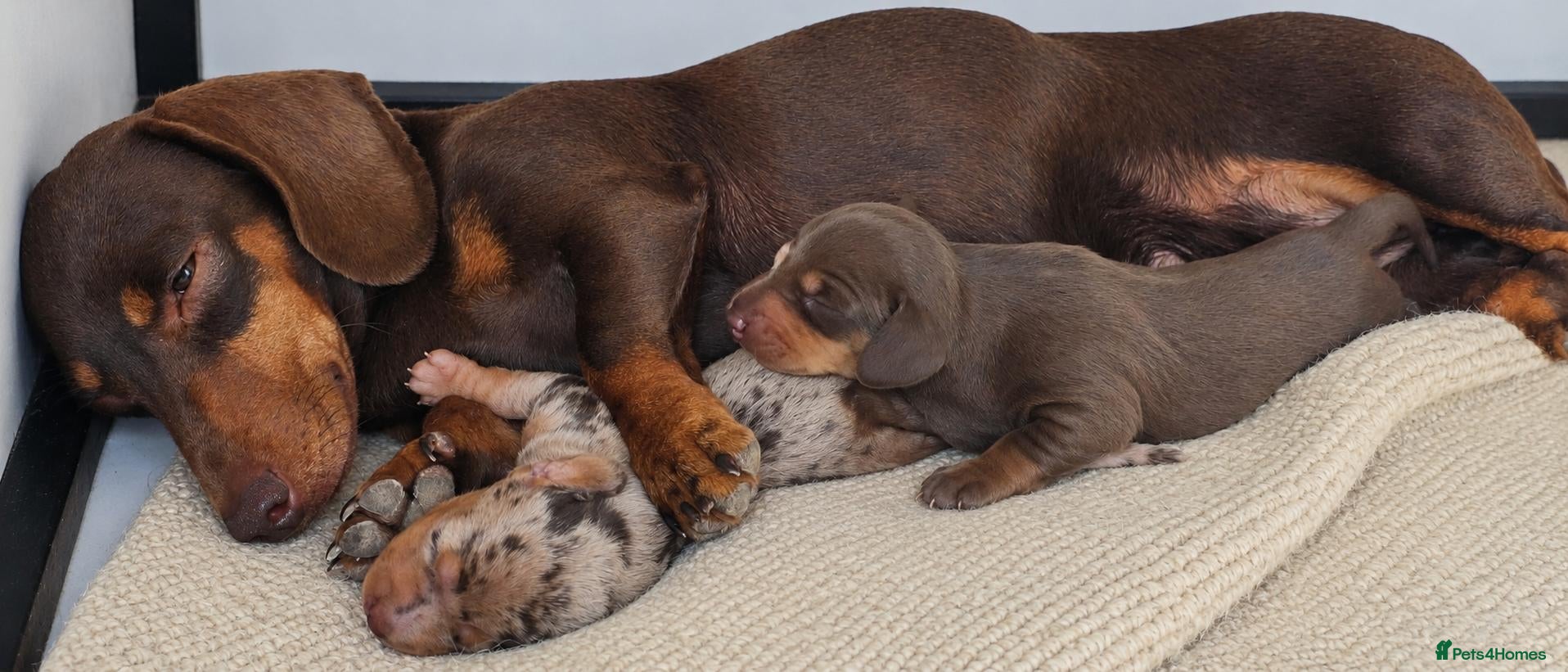 Miniature Dachshund dogs Mini dachshund girl - Advert 1