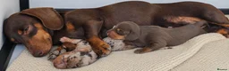 Miniature Dachshund dogs for sale: Mini dachshund girl in Tonbridge - Advert 1