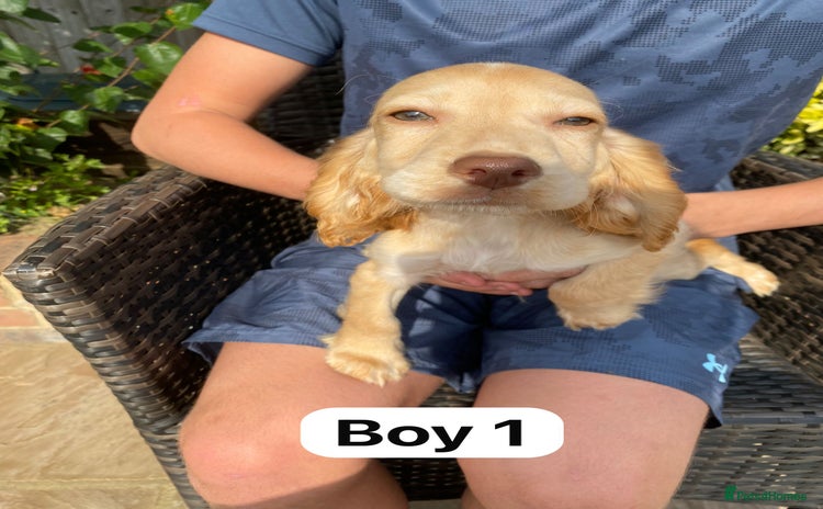Cocker Spaniel dogs - Advert 2