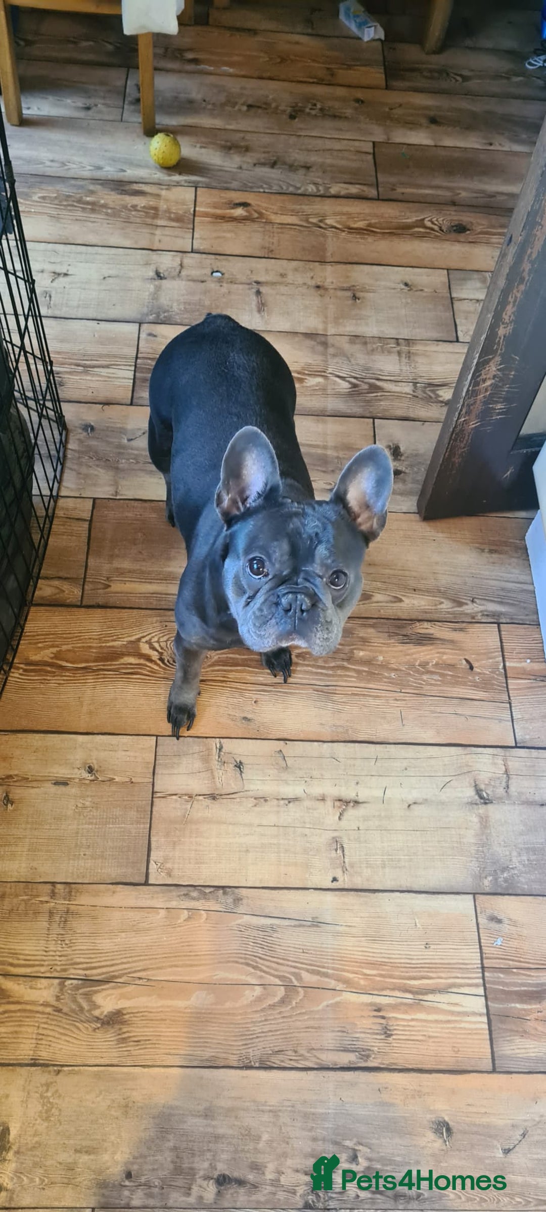 French Bulldog dogs for adoption: ❤️🐶 TILLY & 💙🐶 MARLEY – Two Loving Companions - Advert 10