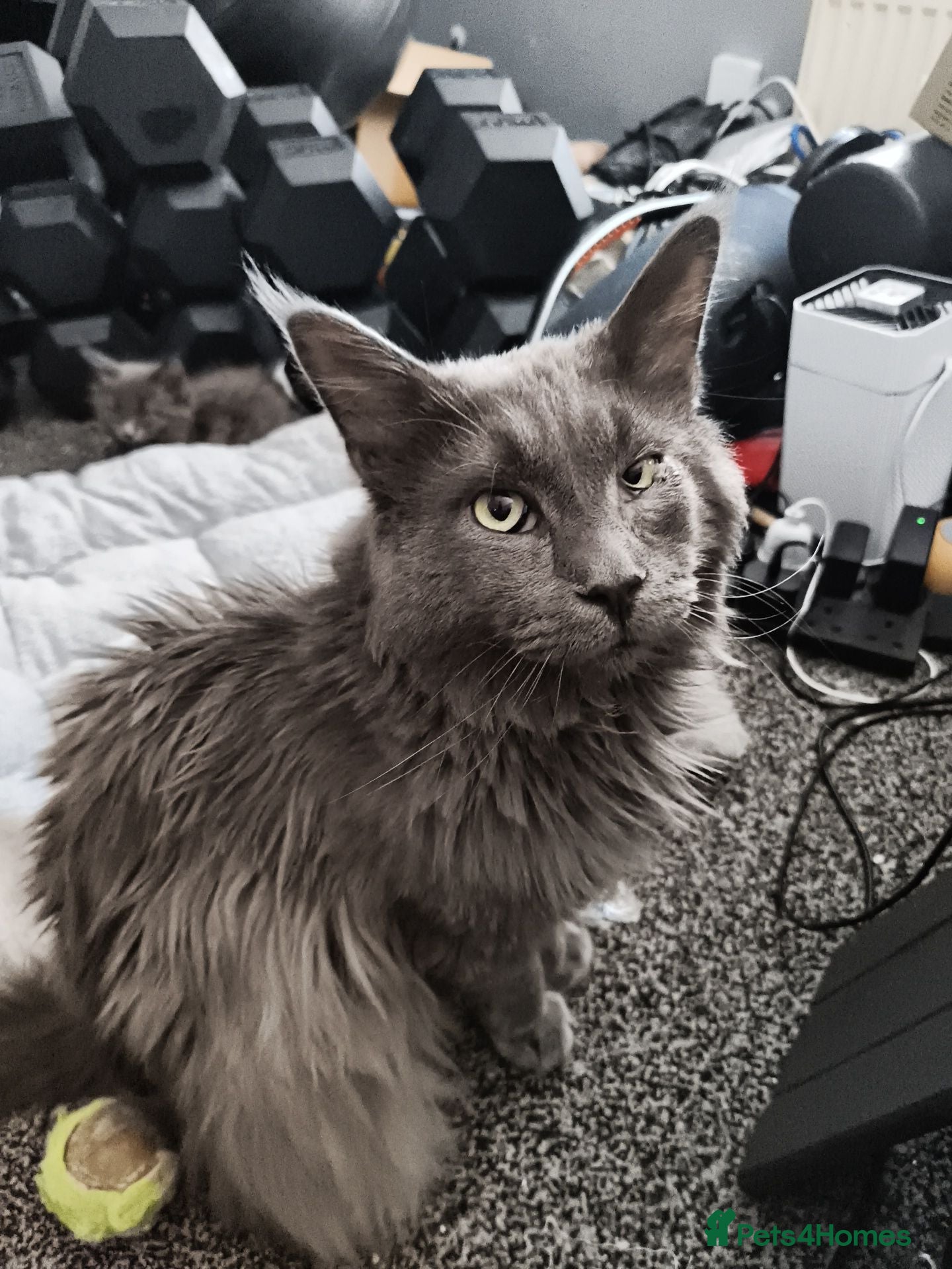 Maine Coon cats For sale 2 mainecoon fluff baby ball kitties - Advert 9