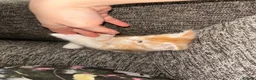 Maine Coon cats for sale: GCCF Maine Coone kittens, tested, vacc, vet check - Advert 15