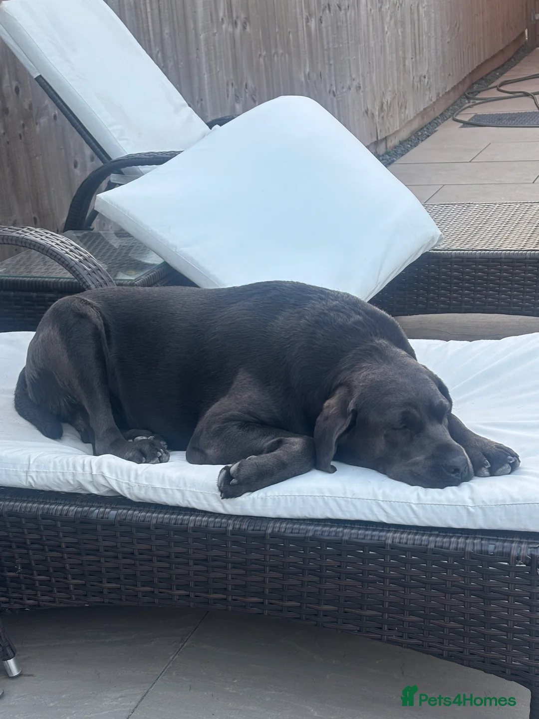 Labrador Retriever dogs for sale: Charcoal & Silver pups for sale - Advert 2