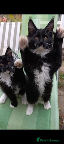 Maine Coon cats - Advert 14
