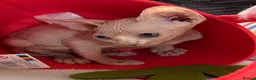 Sphynx cats for sale: Canadian Sphynx kittens READY NOW - Advert 16