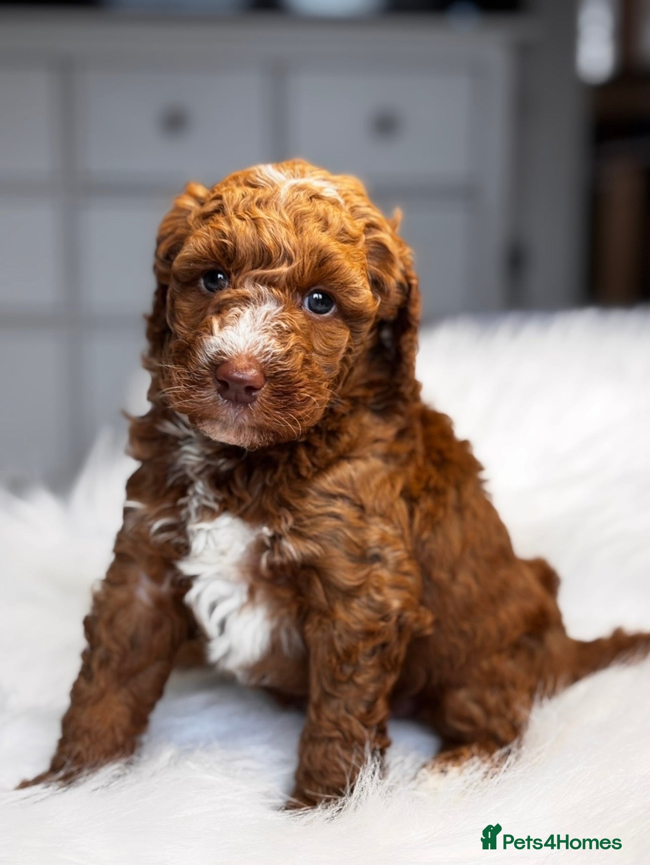 Labradoodle dogs 	Premium Labradoodle Puppies – DNA Line - Advert 3