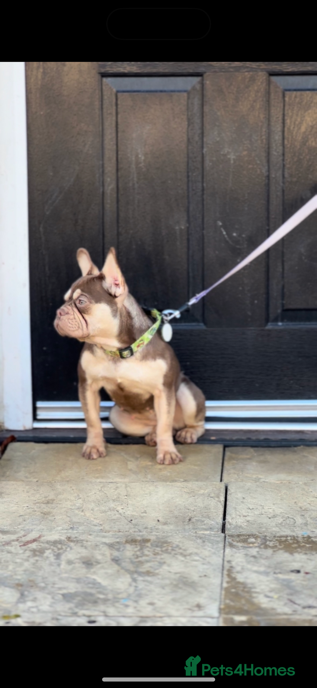 French Bulldog dogs for sale: ROJO TAN FEMALE - Advert 7