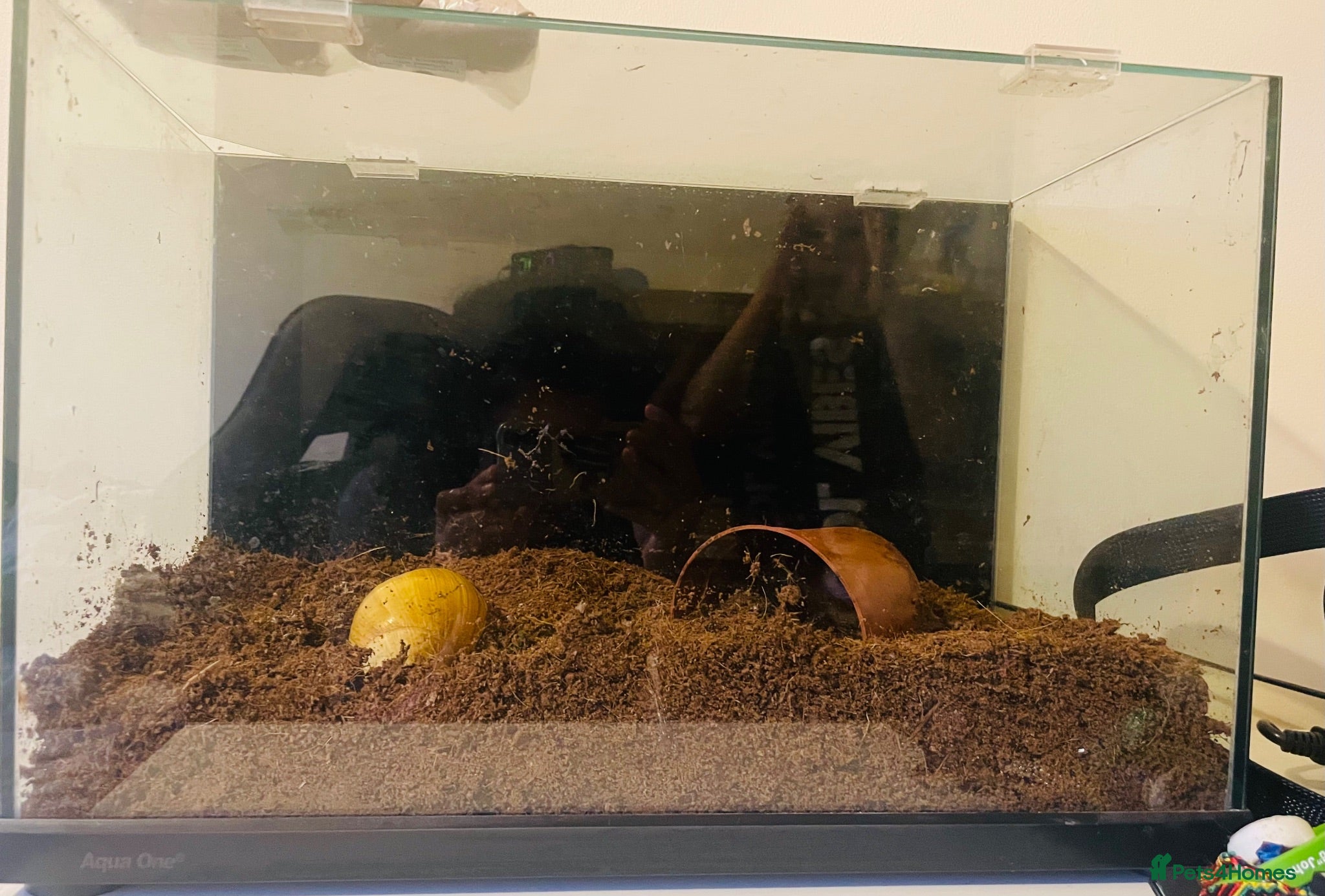 Snails invertebrates African land snail - Advert 2
