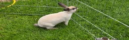 Rex rabbits for sale: 5 mini rex ready to leave now! - Advert 3