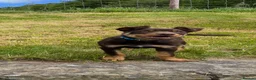 Australian Kelpie dogs for sale: Last 2 Vaccinated Australian Kelpie Puppies - Advert 23