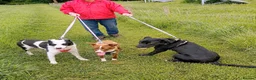 Mixed Breed dogs for adoption: 🐾 SHEAMY | Smart, Sensitive Labrador Cross ❤️ - Advert 9