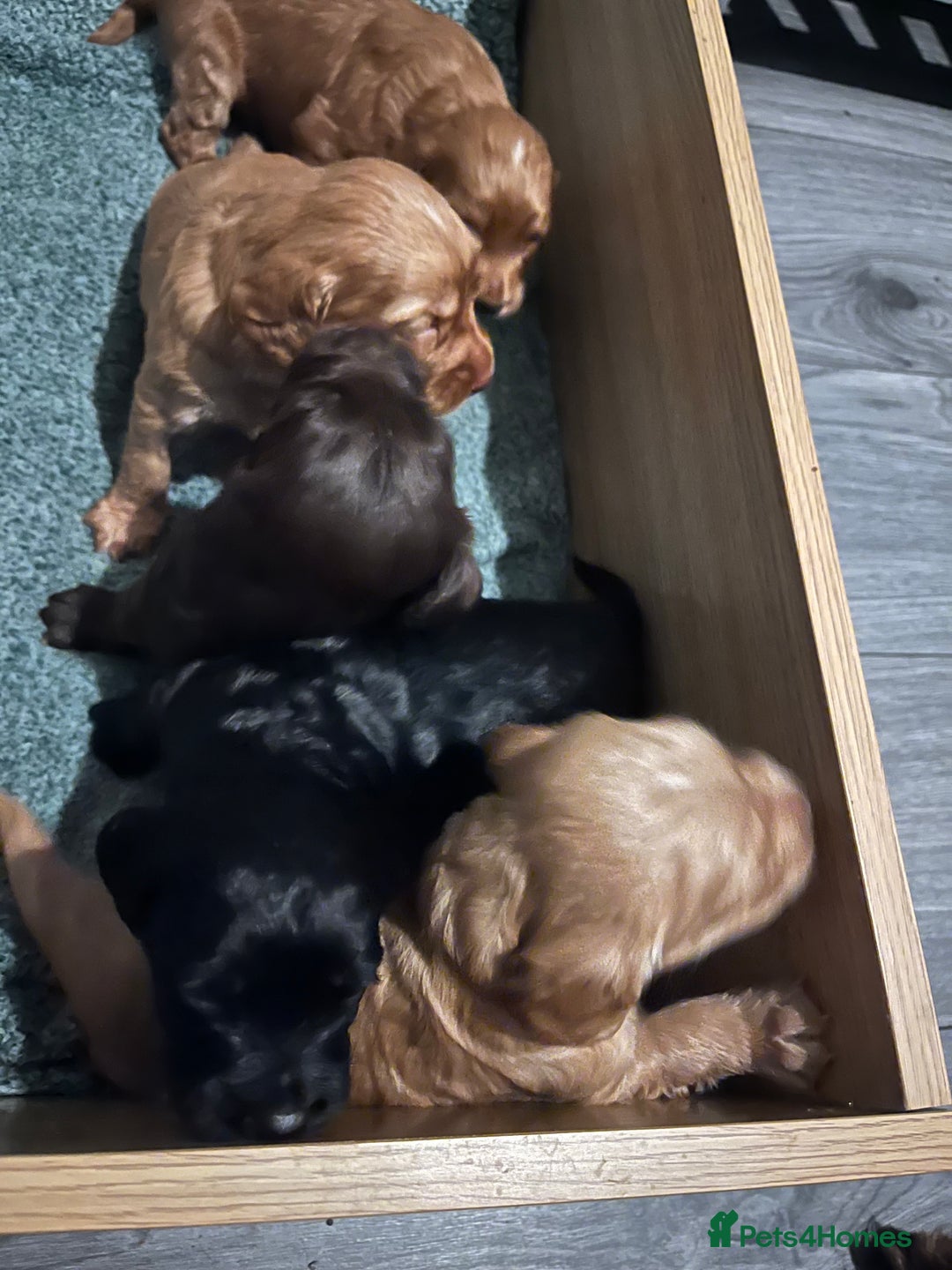 Sprocker dogs for sale: Stunning sprocker spaniel pups  - Image 3