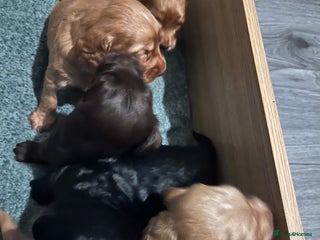 Sprocker dogs Stunning sprocker spaniel pups - Advert 2