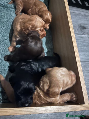 Sprocker dogs Stunning sprocker spaniel pups - Advert 8