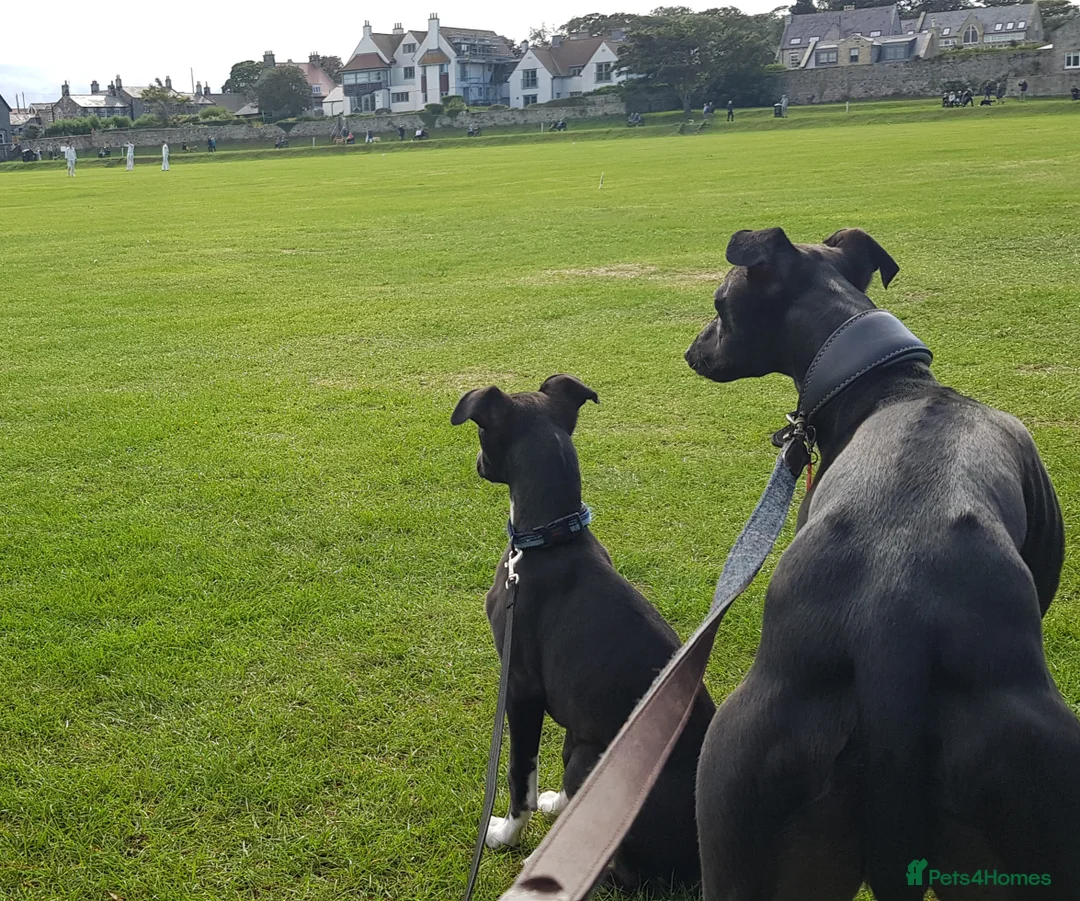 Whippet dogs for stud: Eidynrock Sangoma with Silkspun ,Sportingbred.X in Glasgow - Advert 21