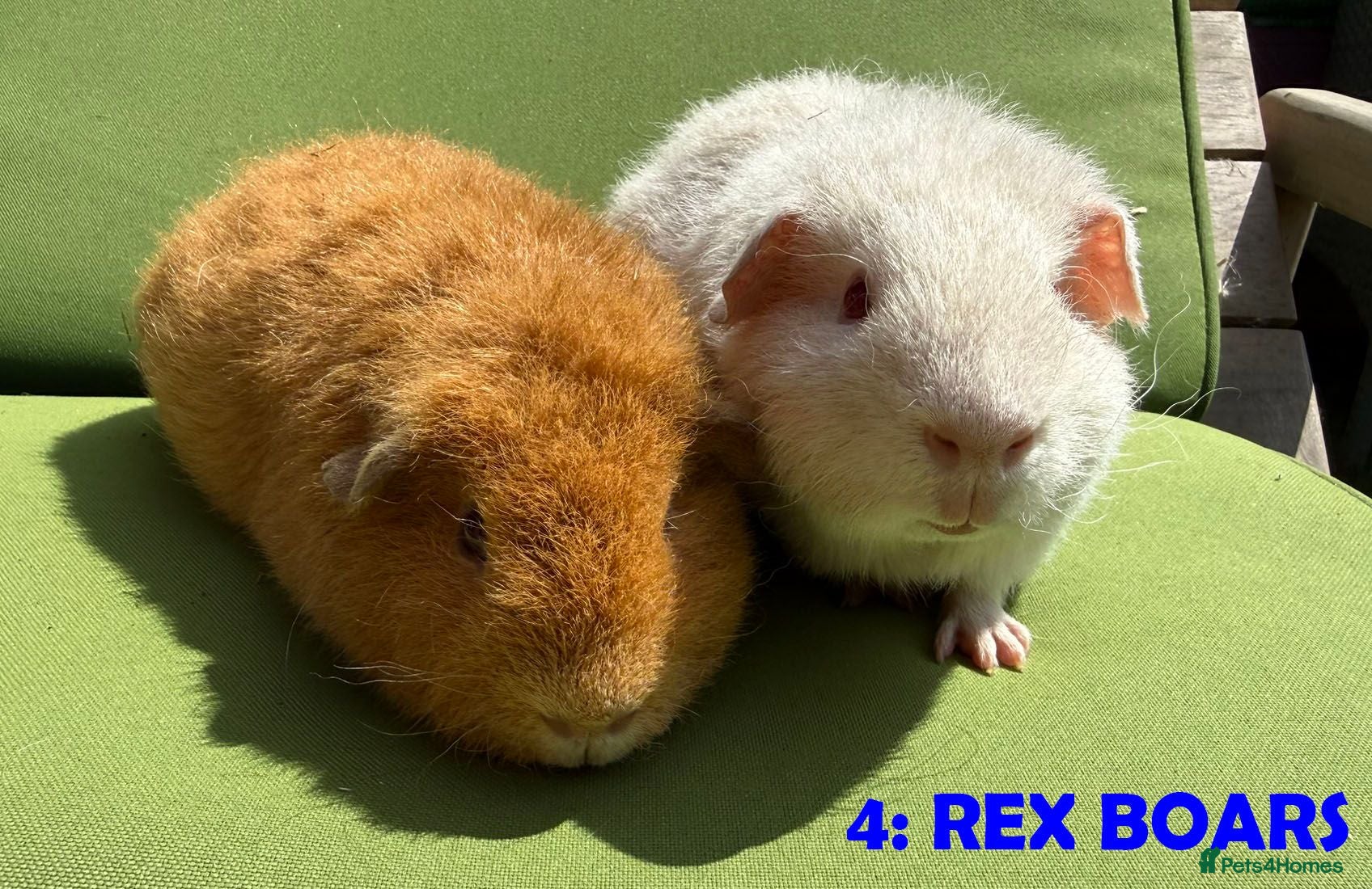 Guinea Pig rodents Guinea Pigs - Ready Now - Advert 1