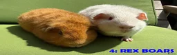 Guinea Pig rodents for sale: Guinea Pigs - Ready Now - Advert 7