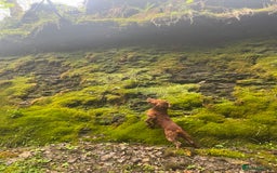 Cocker Spaniel dogs for sale: KC Reg Fox Red Working Cocker Spaniel Male  - Image 11