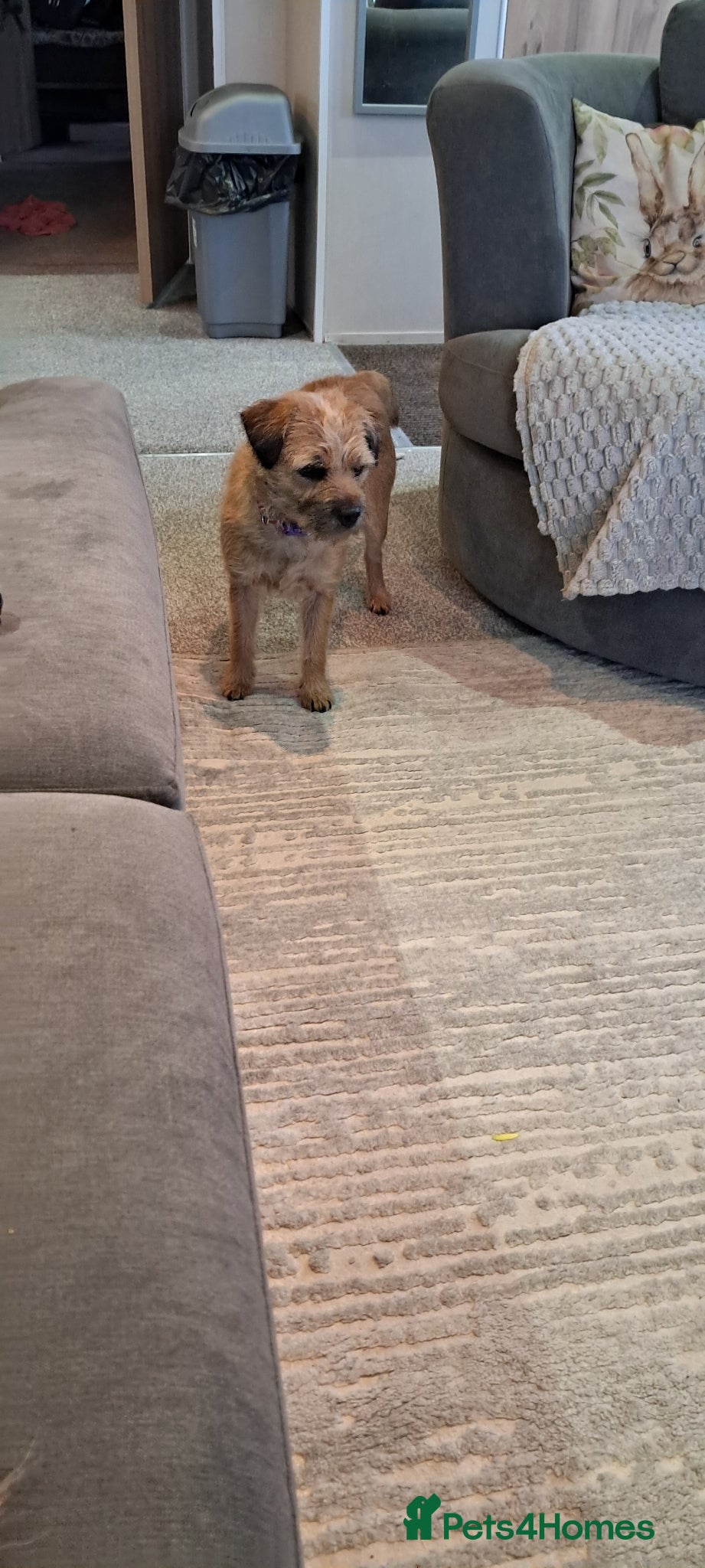 Border Terrier dogs Border terrier - Advert 3