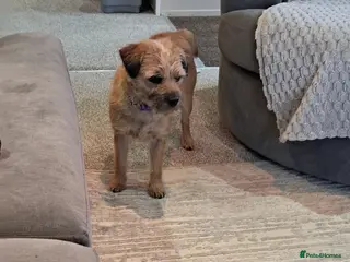 Border Terrier dogs Border terrier - Advert 3