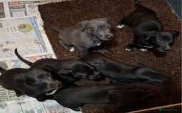 Mixed Breed dogs for sale: Bedlington Whippet puppies - Image 5