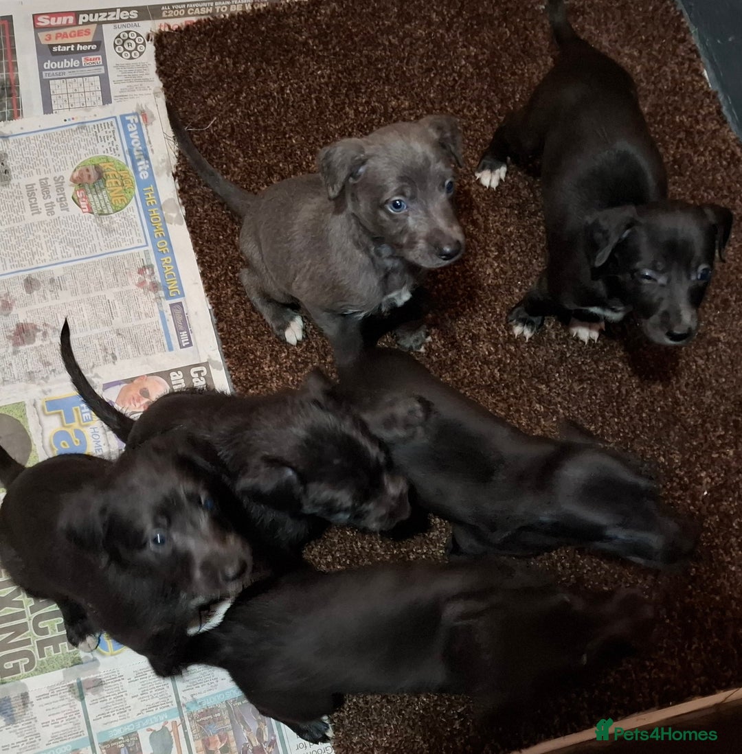 Mixed Breed dogs for sale: Bedlington Whippet puppies - Image 5