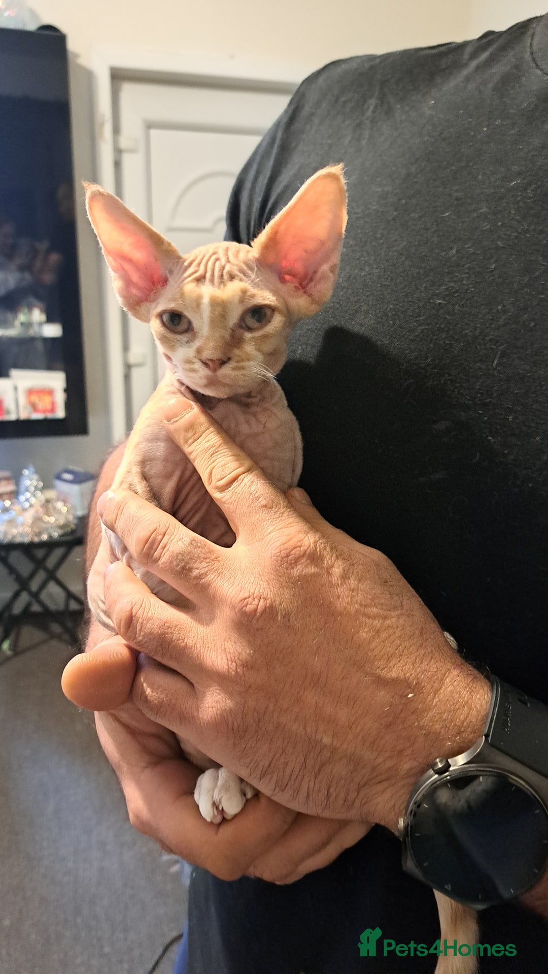 Devon Rex cats for sale: Beautiful Devon Rex kittens, Last boy available!  - Advert 1