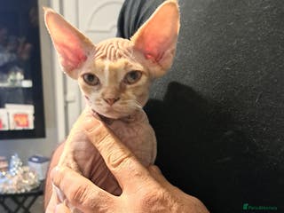 Devon Rex cats Beautiful Devon Rex kittens, Last boy available! - Advert 2
