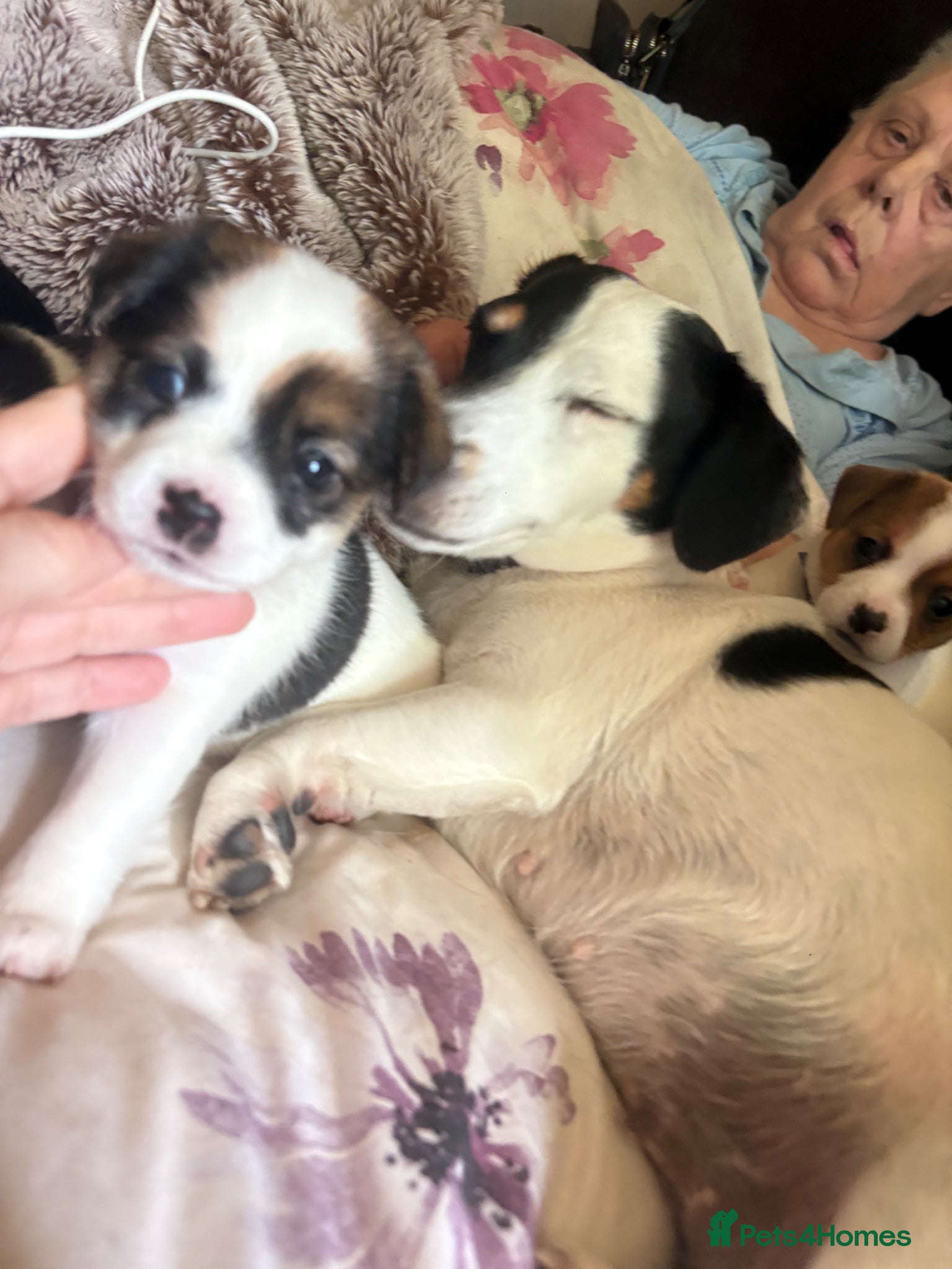 Jack Russell dogs for sale: Jack russel puppies for sale  in Washington - Advert 2