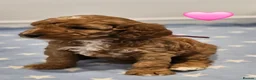 Australian Labradoodle dogs for sale: Stunning full Australian labradoodle puppies 🐶  - Advert 3