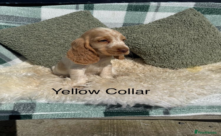 Cocker Spaniel dogs - Advert 1