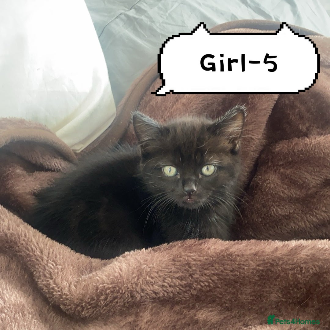 Himalayan cats for sale: Himalayan x Maine Coon Kittens – Ready Soon! - Image 6
