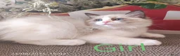 Ragdoll cats for sale: GCCF REGISTERED BEAUTIFUL RAGDOLLS KITTENS  - Advert 19