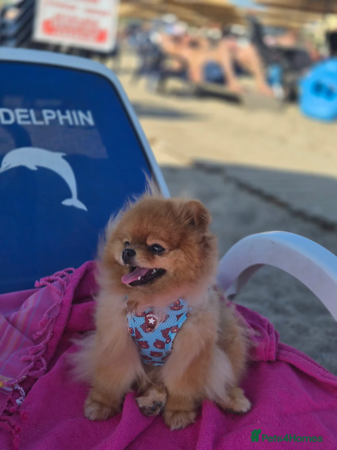 Pomeranian dogs for sale: 2 kg teddy bear boy looking for home🏡 - Advert 12