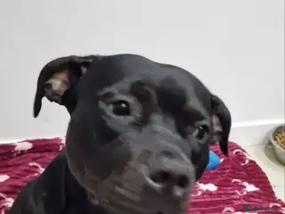 American Bulldog dogs American bulldog female - Advert 2