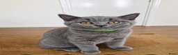 British Shorthair cats for sale: Our Little British Treasures  - Advert 4