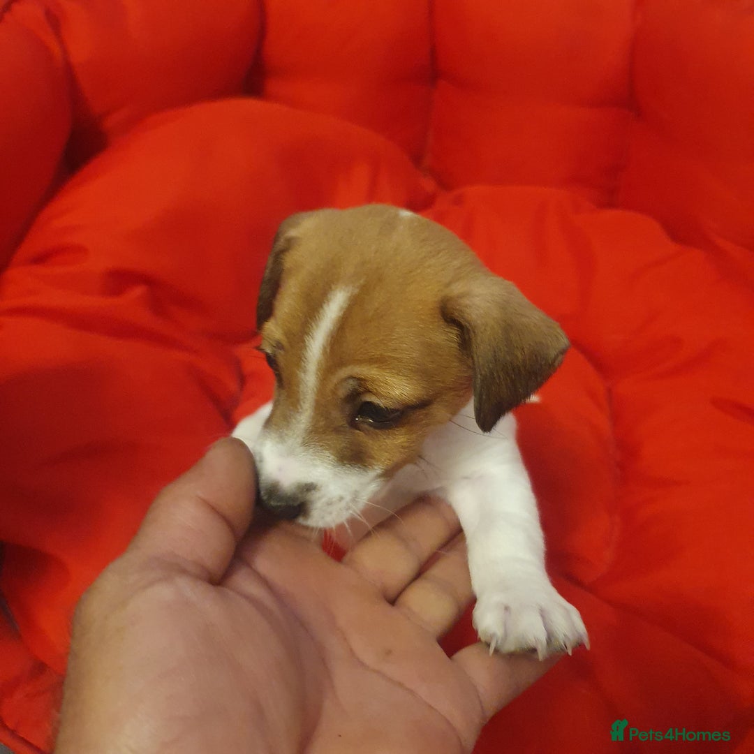Jack Russell dogs for sale: Jack Russell puppies  - Image 16