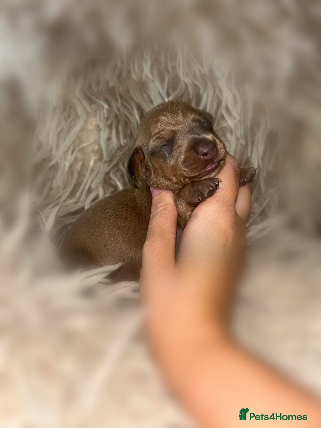 Miniature Dachshund dogs for sale: Tiny miniature kc dachshunds  - Image 9