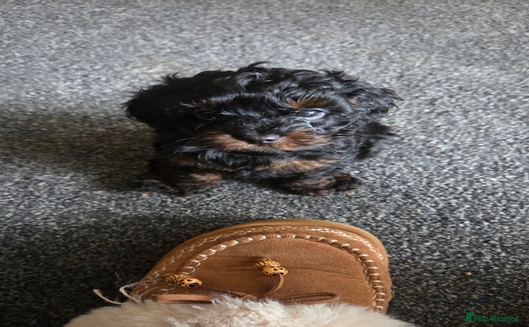 Cavapoo dogs - Advert 3